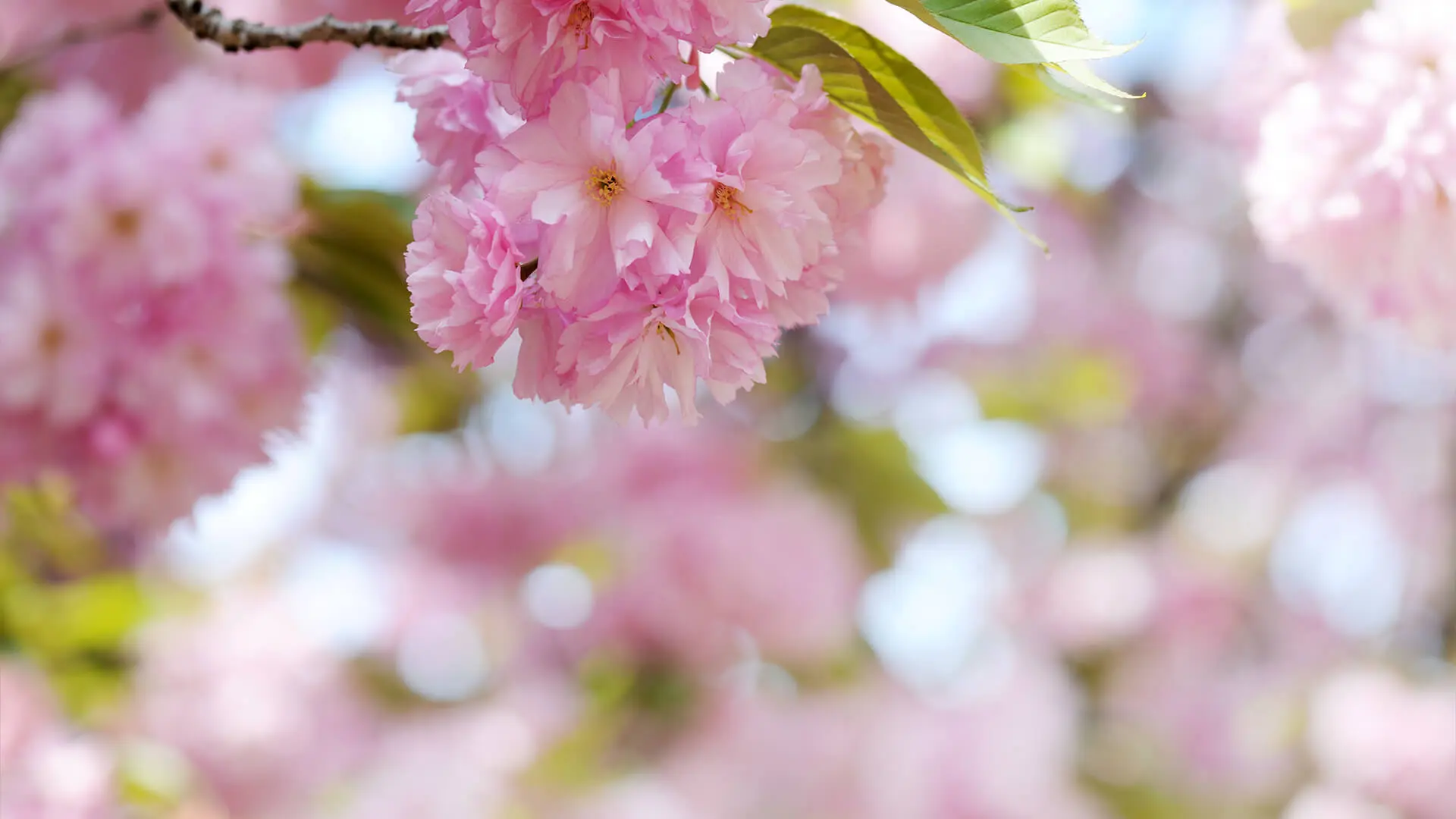 Experience the beauty of pink cherry blossoms on a tree branch, set against a blurred backdrop of leaves and light—an iconic scene perfect for Seattle sightseeing.
