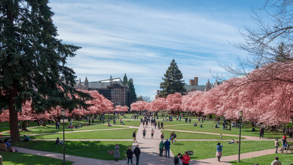 Guide to Seattle’s Cherry Blossoms Totally Seattle